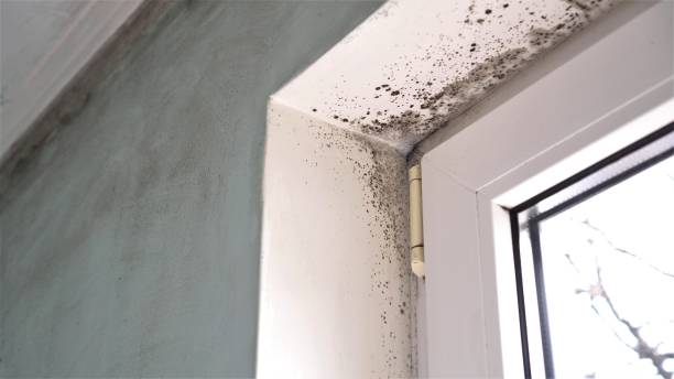 Best Crawl Space Mold Remediation  in Occidental, CA