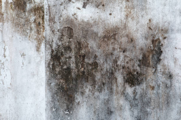 Best Mold Remediation for Healthcare Facilities  in Occidental, CA