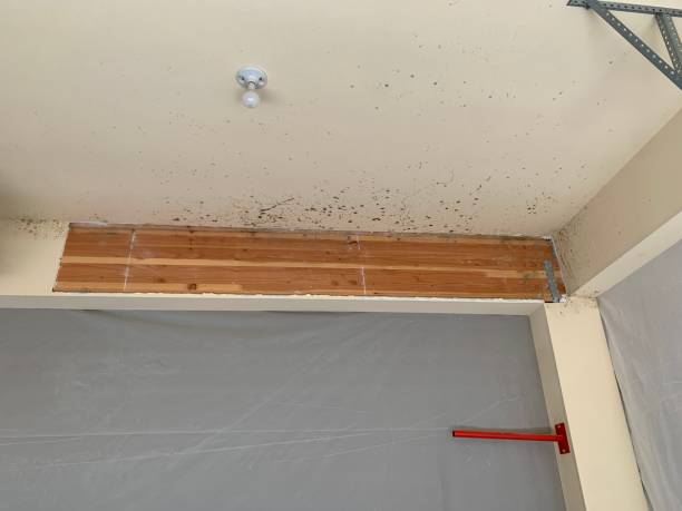 Best Mold Documentation for Insurance Claims  in Occidental, CA