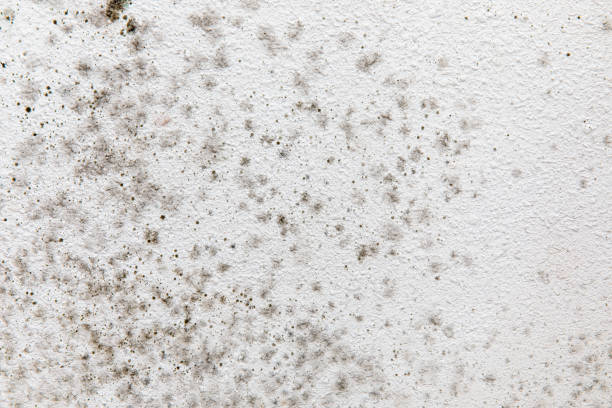 Best Air Quality Testing for Mold Spores  in Occidental, CA